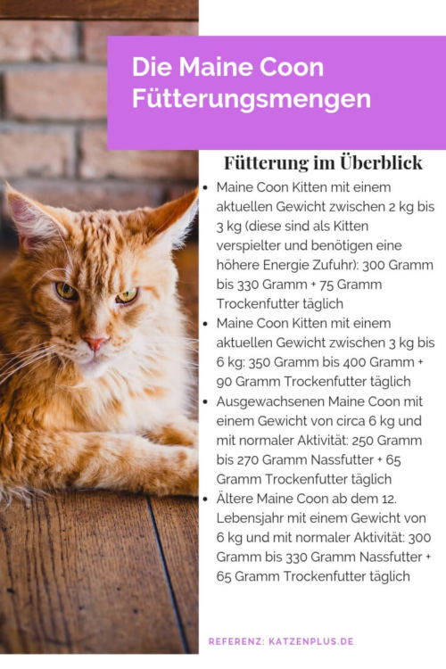 Alle Daten zum Thema Maine Coon Nass- und Trockenfutter hier!